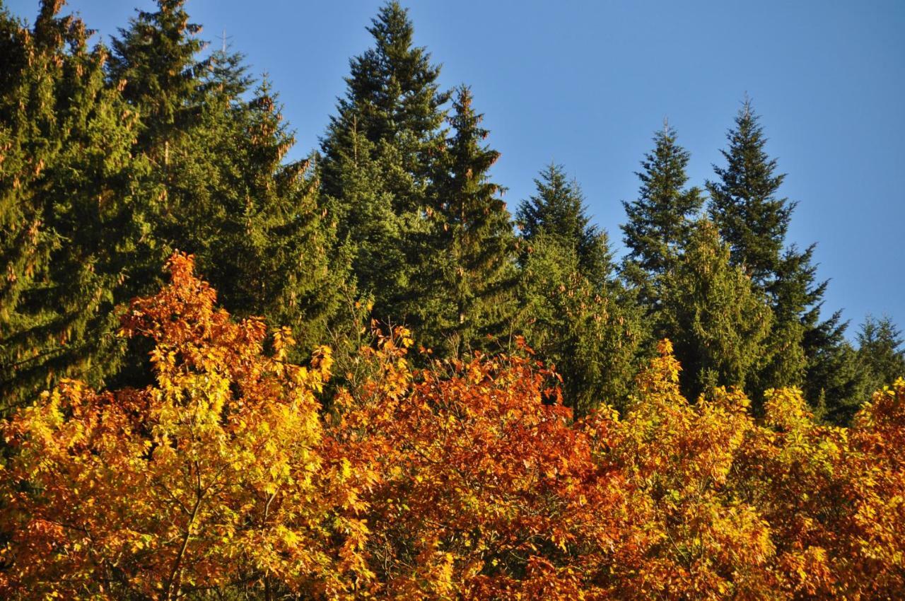 Flair-Hotel Waldfrieden Schwarzatal ภายนอก รูปภาพ